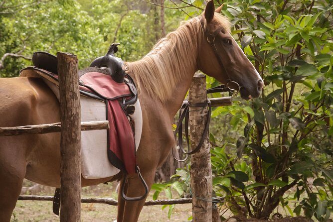 East Coast Horseback Riding & Waterfall Excursion - Snacks, drinks, and the little things that make the day feel cared for
