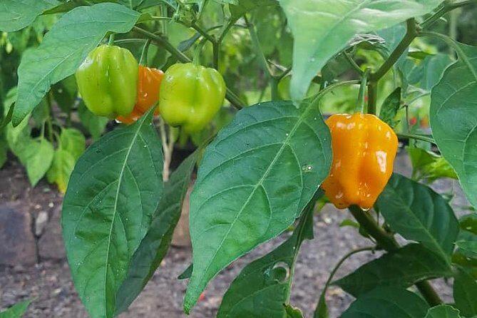 Flavors of St Lucia Culinary Experience - The Timing That Works for Shore Excursions