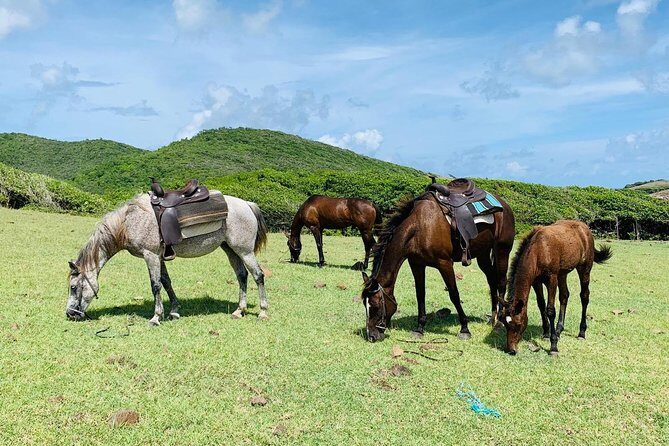 Private Advanced Horseback Beach Ride with Sandy Hoofs St. Lucia - The Water Part: When You Might Swim with Your Horse