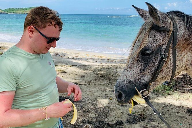 Private Beach Horseback Ride with Sandy Hoofs St. Lucia - Safety, Comfort, and the 220 lb Horseback Limit