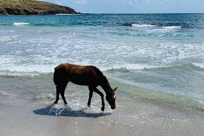 Private Beach Horseback Ride with Sandy Hoofs St. Lucia - Weather and Timing: Morning vs Afternoon Starts