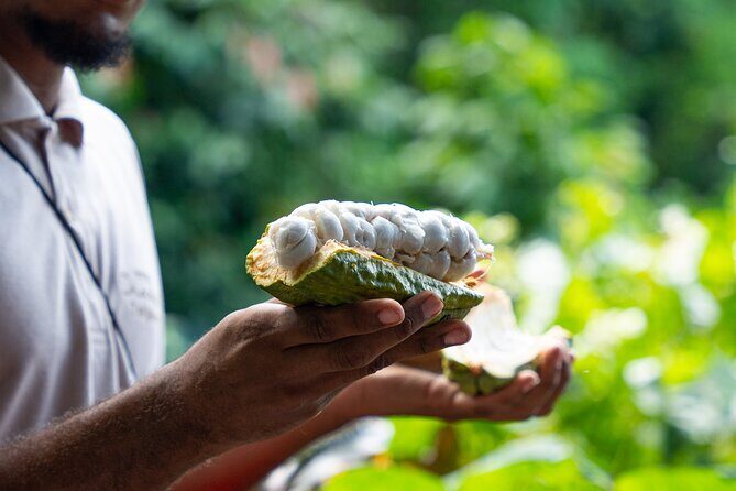 Project Chocolat Tree to Bar Tour at Hotel Chocolat Saint Lucia - Key points worth knowing before you go
