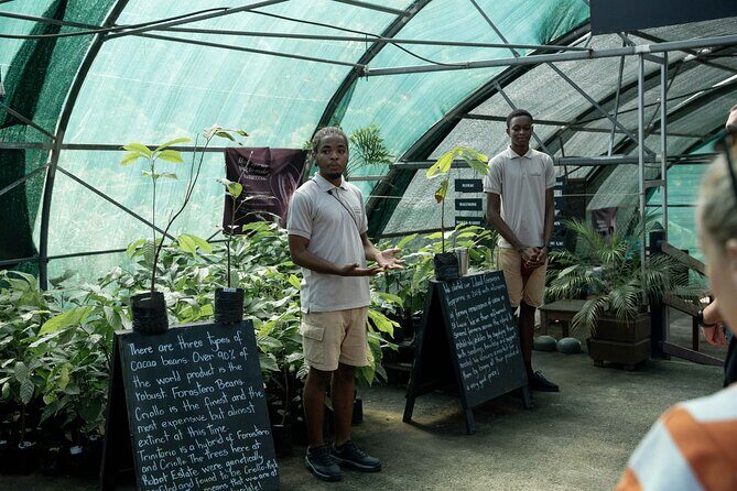 Project Chocolat Tree to Bar Tour at Hotel Chocolat Saint Lucia - Price and value: is $124 a fair deal?