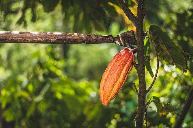 Project Chocolat Tree to Bar Tour at Hotel Chocolat Saint Lucia - Practical tips to make the experience smoother
