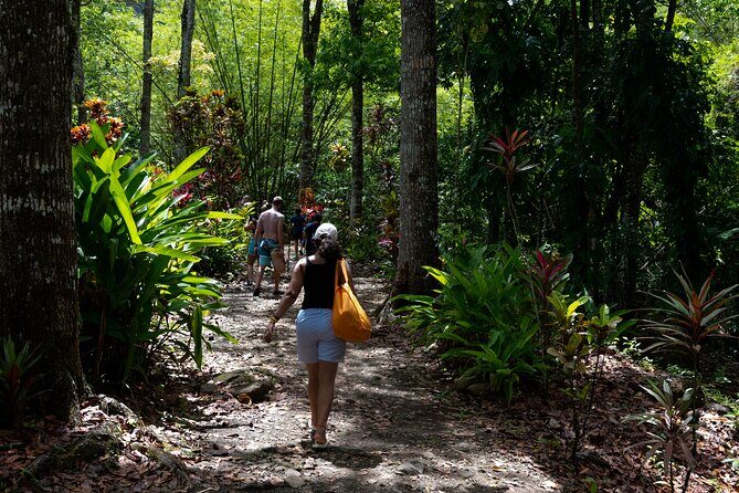 Rainforest Hike and Waterfall Safari - Guides that turn a safari into a story: Crystal, Lulu, Marley, Dee, Trudy, and more