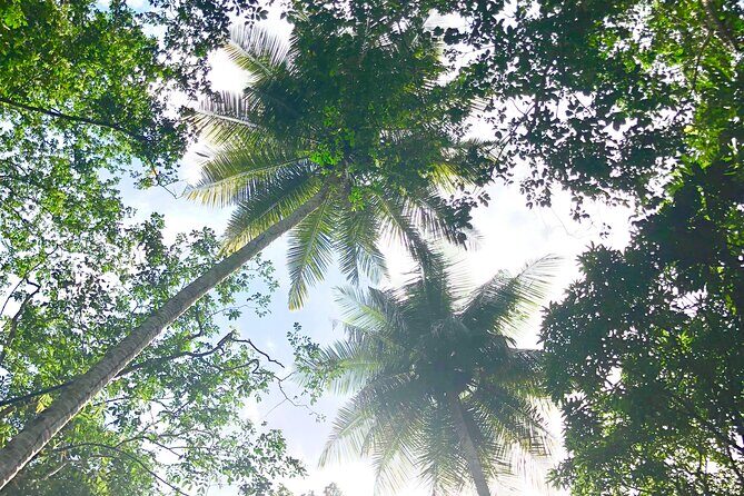 Rainforest Hike and Waterfall Safari - Drinks, local flavor, and photo moments you don’t have to manage