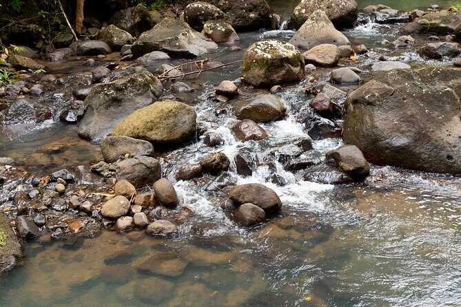 Rainforest Hike and Waterfall Safari - Price and value: what $66.67 buys you in real life
