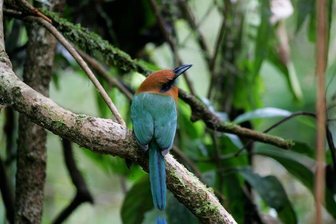St. Lucia Aerial Tram Tour at Rainforest Adventures - Booking Timing and Practical Logistics That Make or Break Your Day
