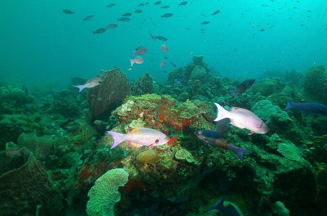St Lucia Beginner Scuba Diving Tour - Check-In, Waivers, and Equipment: What You’ll Do Before Getting in the Water