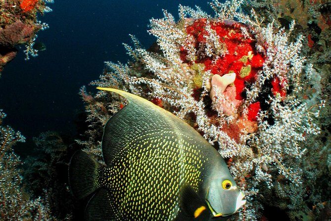 St Lucia Certified Scuba Diving Tour - Key Things You’ll Notice Fast