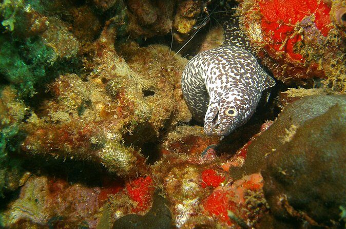 St Lucia Certified Scuba Diving Tour - Morning Flow From Hotel or Cruise Port to Marigot Bay