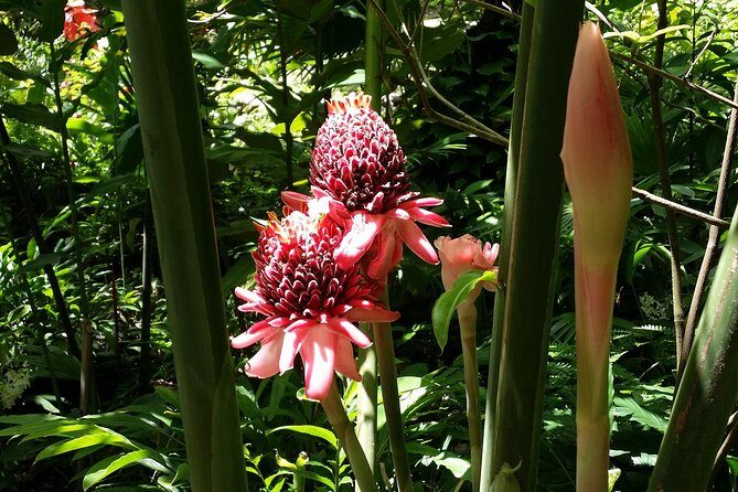 St Lucia Diamond Mineral and Mud Baths Plus Waterfall Adventure - The Pitons View Stop: Mt. Fortune and Gros Pitons