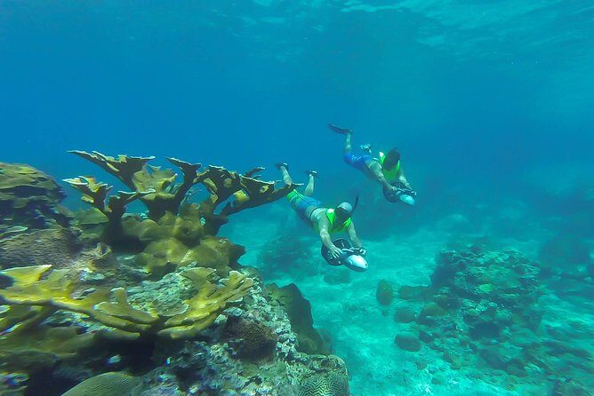 St. Lucia Speedboat and Power Snorkel From Castries - The Snorkeling Spot: Reef Life You Can Actually Look At