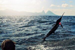 St Lucia Sport Fishing Tour - The 4-Hour Morning Run: How Fishing Time Actually Feels