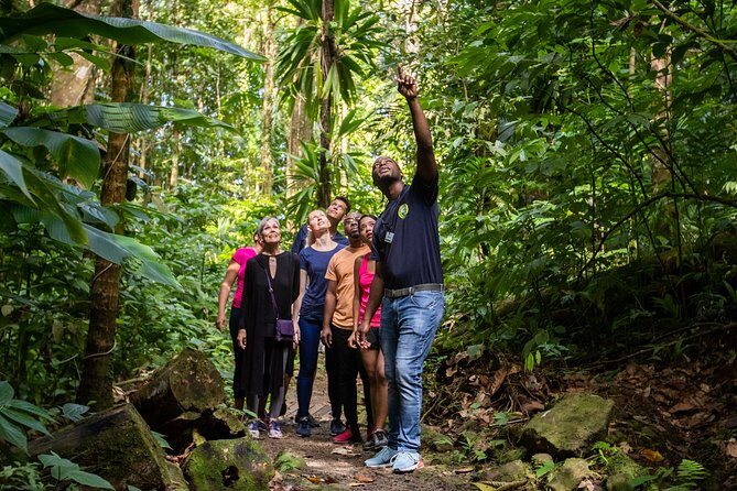 St Lucia Ultimate 3: Aerial Tram, Zipline and Hiking at Rainforest Adventures - The Guided Hike: A Naturalist Walk, Not a “Just Walk Around”