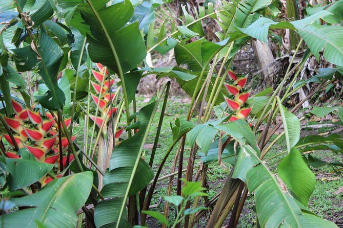 The Best of Saint Lucia Tour - Price and value: what $150 buys you on St Lucia