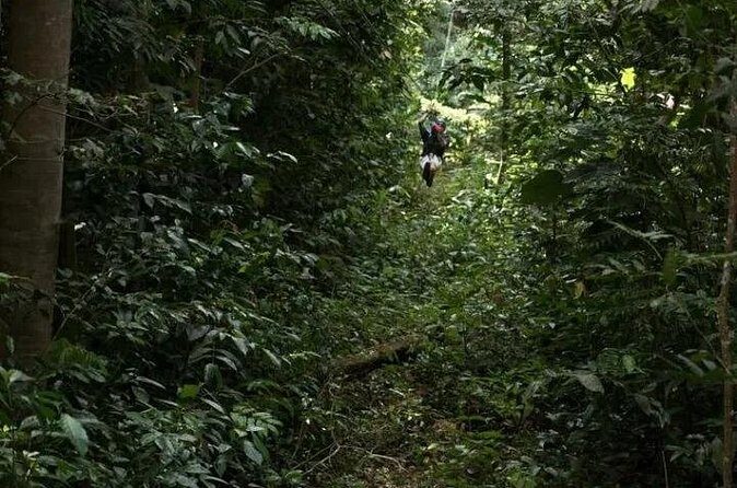 Treetop Adventure Park Canopy Tour - Price and Value: What $101.54 Buys You Beyond the Ziplines
