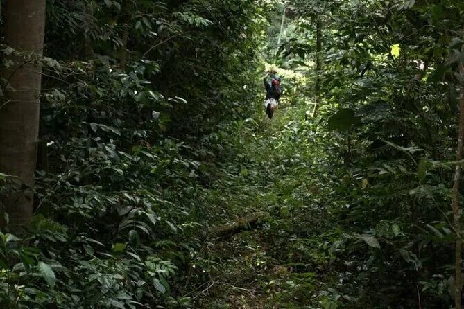 Treetop Adventure Park Canopy Tour - Who Should Book This Zipline Canopy Tour (and Who Should Think Twice)