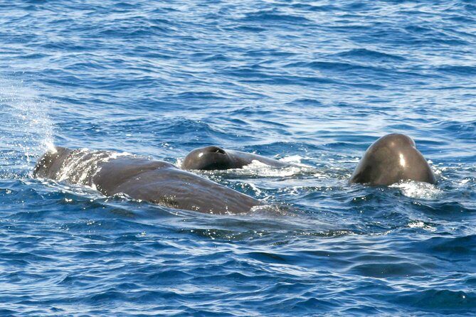 Whale and Dolphin Watching Cruise in St Lucia - Key Things I’d Plan Around