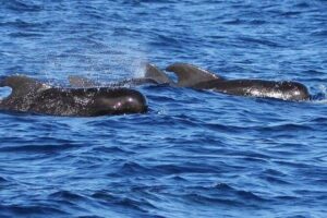 Whale and Dolphin Watching Cruise in St Lucia - What You’re Actually Searching For (And Why Species Matter)