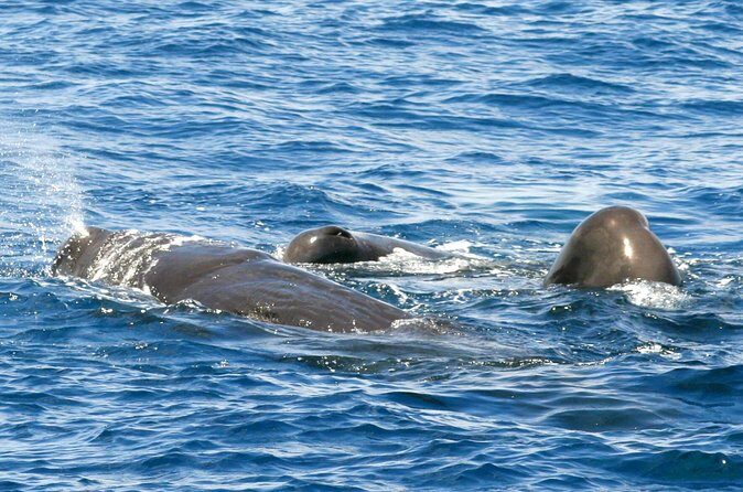 Whale and Dolphin Watching Cruise in St Lucia - St Lucia Scenery: More Than Just Open Water