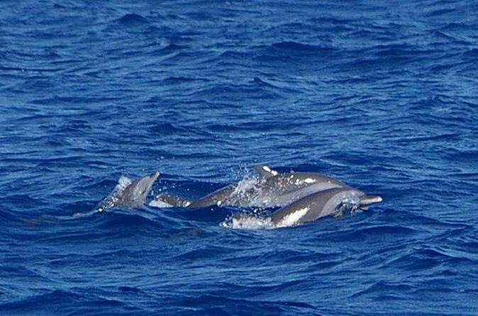 Whale and Dolphin Watching Cruise in St Lucia - Value Check: Is $65 a Good Deal for This Cruise?