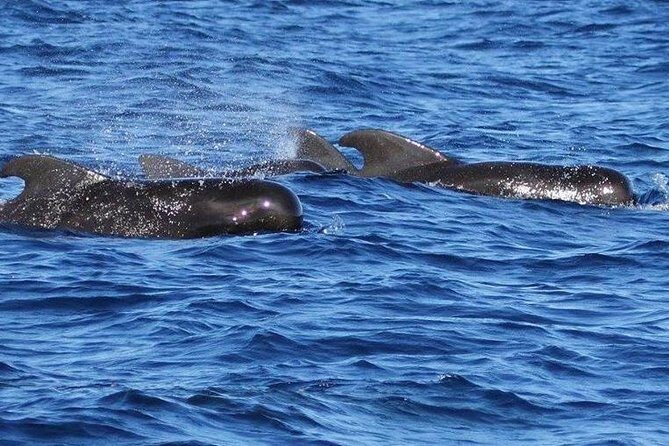 Whale and Dolphin Watching Cruise in St Lucia - What You’re Actually Searching For (And Why Species Matter)
