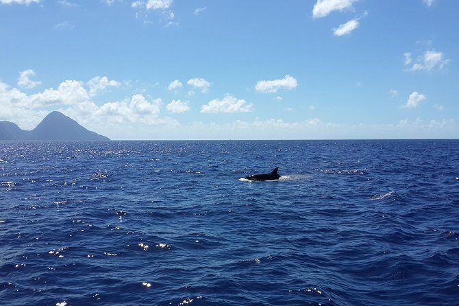 Whale Watching and Dolphin Spotting Cruise - A 3-Hour St Lucia Whale Watching Cruise That Starts at 8:00 am
