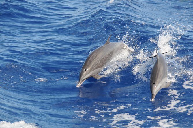 Whale Watching and Dolphin Spotting Cruise - Your Best Photo Opportunities: North Coast Views Plus Wildlife Time