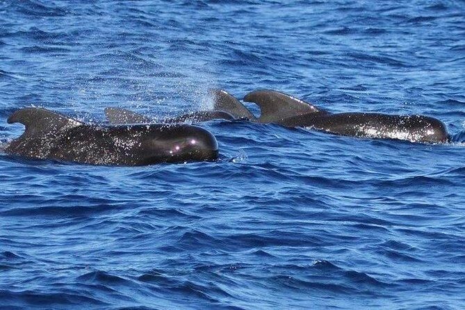 Whale Watching and Dolphin Spotting Cruise - Comfort on Board: Drinks, Shade, Music, and Motion Sense