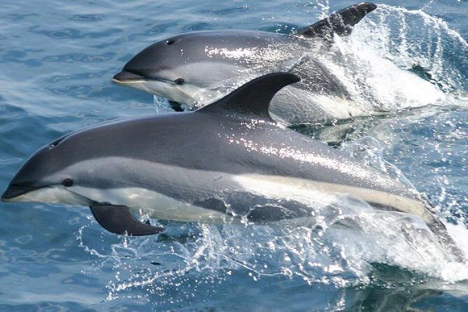 Whale Watching and Dolphin Spotting Cruise - Price and Value: Is $88 Worth It?