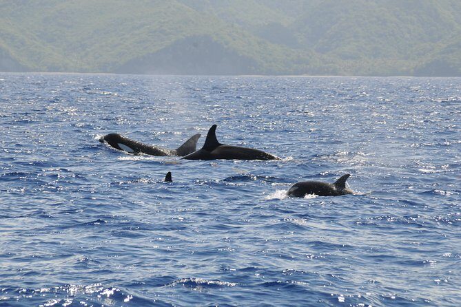 Whale Watching and Dolphin Spotting Cruise - Who This Cruise Fits Best (And Who Might Want Another Plan)