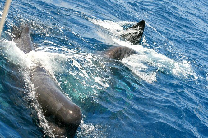 Whale Watching and Dolphin Spotting Cruise - Final Call: Should You Book the Whale Watching and Dolphin Spotting Cruise?